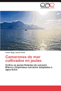 Camarones de Mar Cultivados En Jaulas