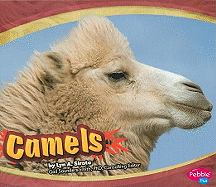 Camels