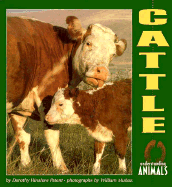 Cattle - Patent, Dorothy Hinshaw, and Munoz, William (Photographer)