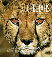 Cheetahs