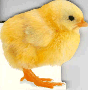 Chick