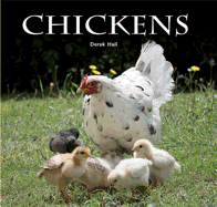 Chickens