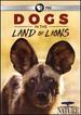 Nature: Dogs in the Land of Lions Dvd