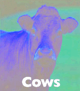 Cows - McDonald, Mary Ann