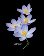 Crocus