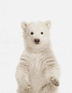 Cute Animal Composition Book Polar Bear: 8.5 X 11'', 200 Wide Ruled Pages, Notebook for School Softcover Canvas Design: Large Notebook Journal for Teacher, Students, and College