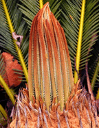 Cycad Gardening Journal: Journal measurements 8.5" x 11" (21.59cm x 27.94cm) 150 Ruled Pages