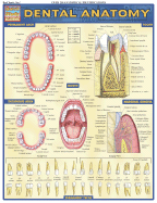 Dental Anatomy - Perez, Vincent