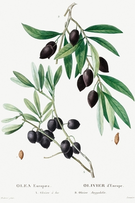 Designer Notizheft: liniert mit Motiv "Olive (Olea europaea)" von Pierre-Joseph Redout, Notebook, Schreibheft etwa A5 (15,3 x 22,9 cm) mit botanischer Illustration, stilvolle Geschenkidee fr Gartenliebhaber - Notizbucher, Kunst Und Grafik