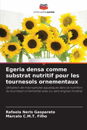 Egeria densa comme substrat nutritif pour les tournesols ornementaux