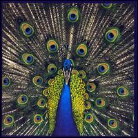 Expecting to Fly - The Bluetones