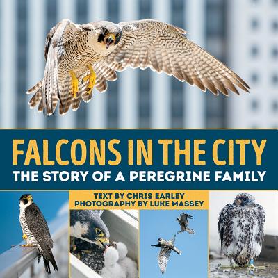 Falcons in the City: The Story of a Peregine Family - Earley, Chris, and Massey, Luke (Photographer)