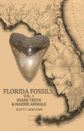 Florida Fossils: Shark Teeth & Marine Animals