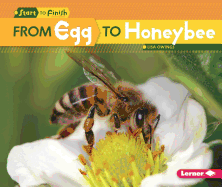 From Egg to Honeybee