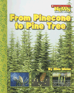 From Pinecone to Pine Tree