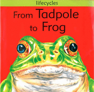 From Tadpole to Frog - Stewart, David