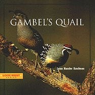 Gambel's Quail