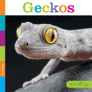 Geckos