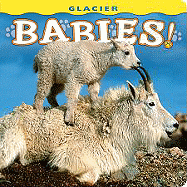 Glacier Babies!