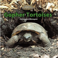 Gopher Tortoises