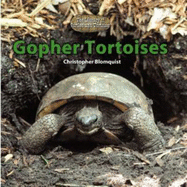 Gopher Tortoises - Blomquist, Christopher