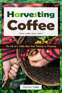 Harvesting Coffee: The Life of a Coffee Bean from Planting to Processing
