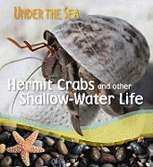 Hermit Crabs and Other Shallow-water Life