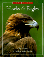 How to Spot Hawks and Eagles