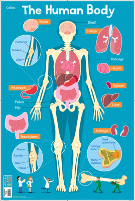 Human Body - Evans, Steve (Illustrator), and Collins Kids