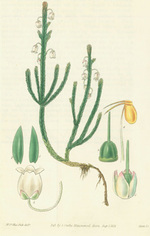 Andromeda Tetragona. Four-Sided Andromeda. Engraving # 3181 From Curtis's Botanical Magazine