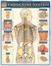 Endocrine System Reference Guide