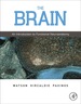 The Brain