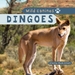 Dingoes