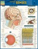Anatomy of the Senses