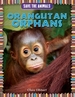 Orangutan Orphans