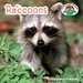 Raccoons