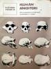 Human Ancestors: Readings From Scientific American