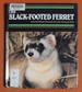 The Black-Footed Ferret (Endangered in America)