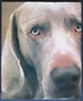 William Wegman Polaroids