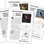 Vermilion Flycatcher: Birds of North America Species Account