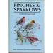 Finches and Sparrows: an Identification Guide