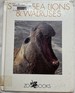 Seals, Sea Lions & Walruses (Zoo Books)