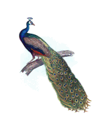 Indian Peacock Composition Notebook