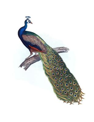 Indian Peacock Composition Notebook - Books, Back to School