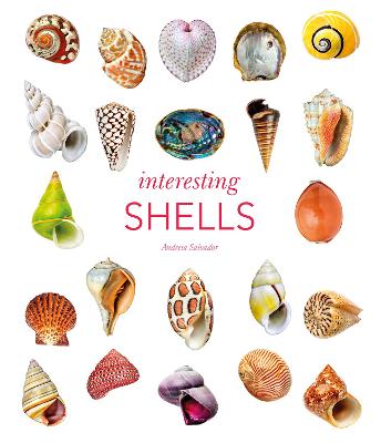 Interesting Shells - Salvador, Andreia