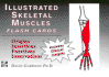 Illustrated Skeletal and Muscle Flash Cards