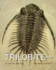 The Trilobite Book  a Visual Journey