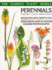 Late Perennials (2) (the Garden Plant Series, Vol 2)