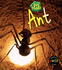 Ant (Bug Books) (Bug Books)