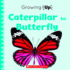 Caterpillar to Butterfly